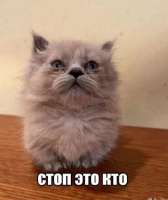 381x452
