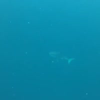 720x720