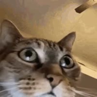 320x320