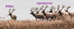 1918x768
