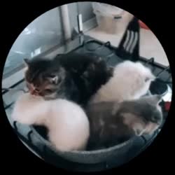 320x320