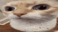 228x128