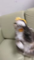 720x1280