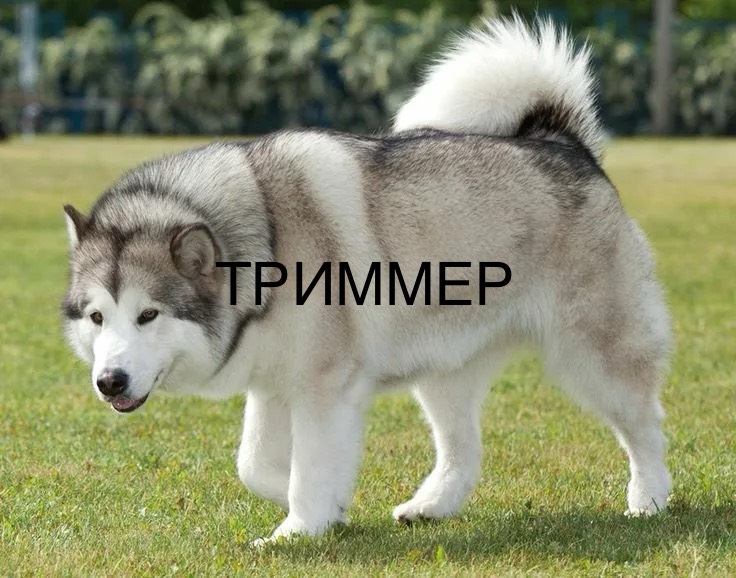 736x578
