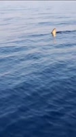 480x854