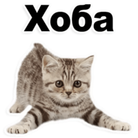 2N8H067O.жипег