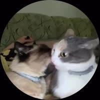 720x720