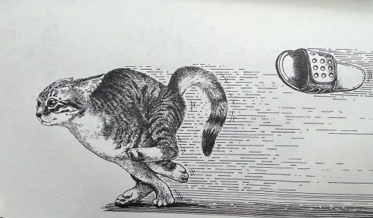 540x316